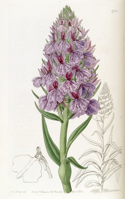 Illustration of Dactylorhiza foliosa (as syn. Orchis foliosa) by Miss Drake